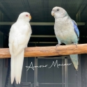 Eastern rosella pair. Blue cock, albino hen
