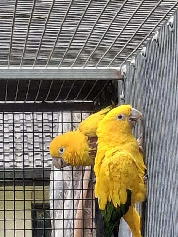 Golden Conure unrelated pair