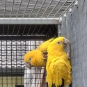 Golden Conure unrelated pair