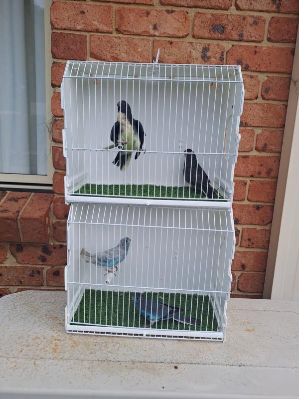Scarlet parrots