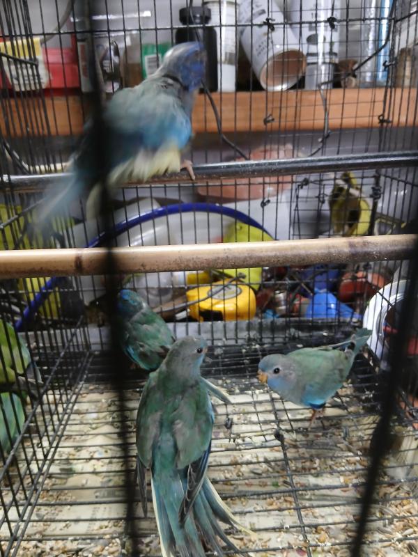 Pastel wfb Scarlets