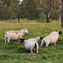 Dorper Ram