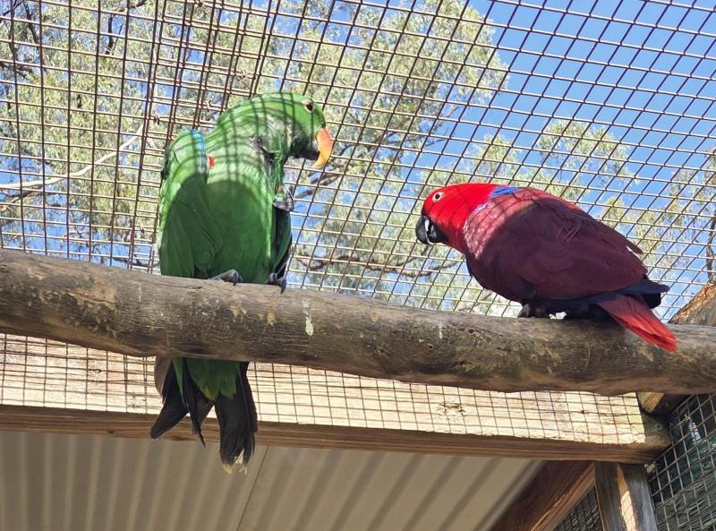 Eclectus parrot