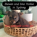 Rare gold sable Yorkshire terrier