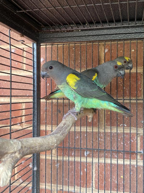 Meyers parrots