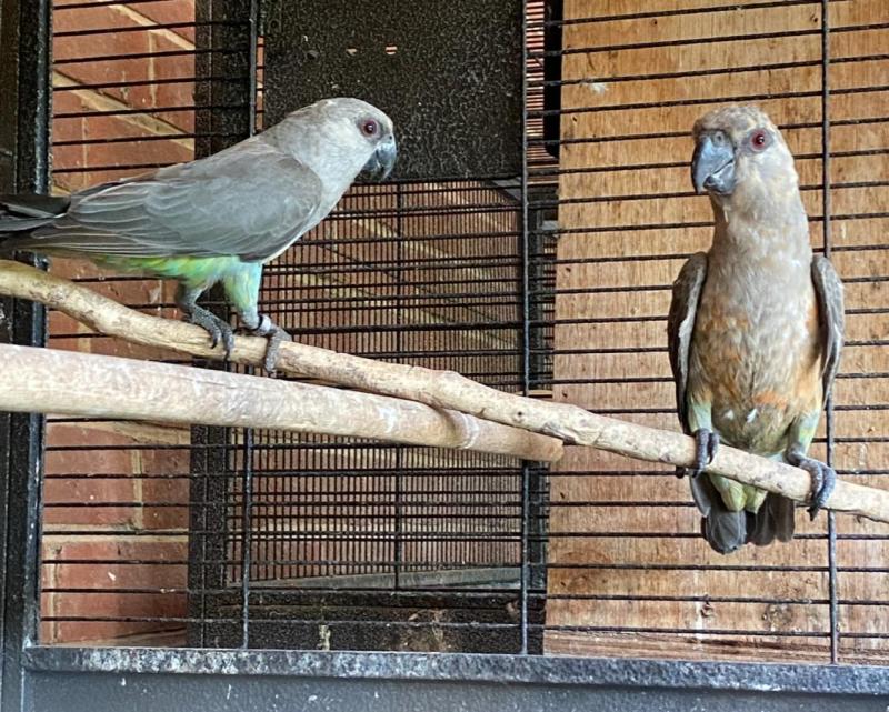 Red bellied parrots