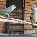 Red bellied parrots