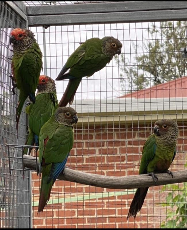 Roseifrons conures