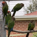Roseifrons conures