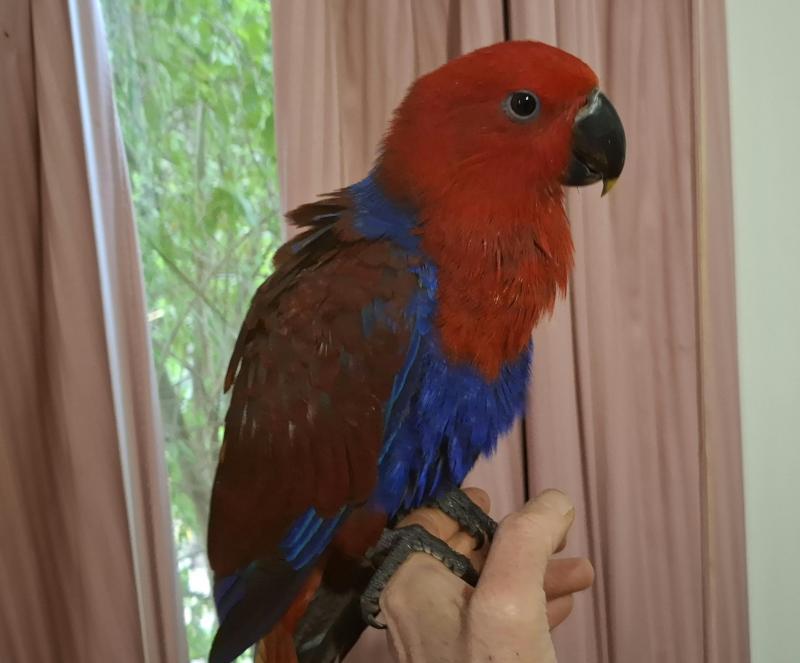 Female eclectus hand raised