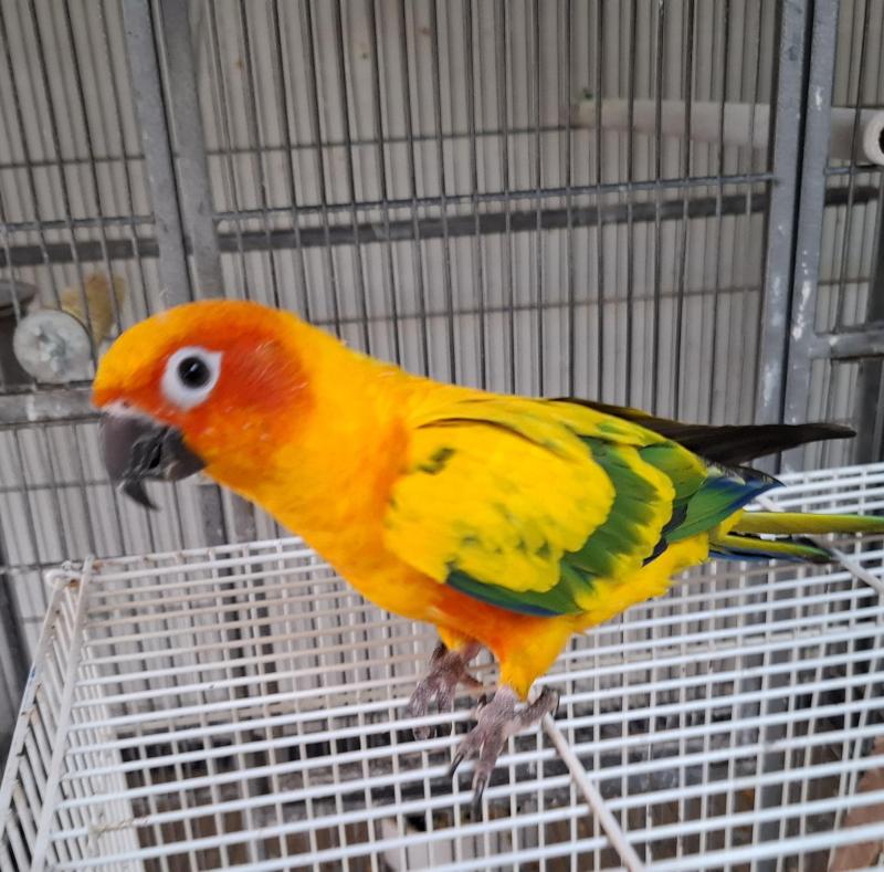 Male sun conure