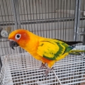 Male sun conure