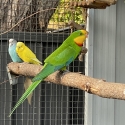 Male Superb Parrot