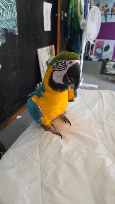 Wtb amazon African grey or possibly another b&g