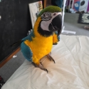 Wtb amazon African grey or possibly another b&g