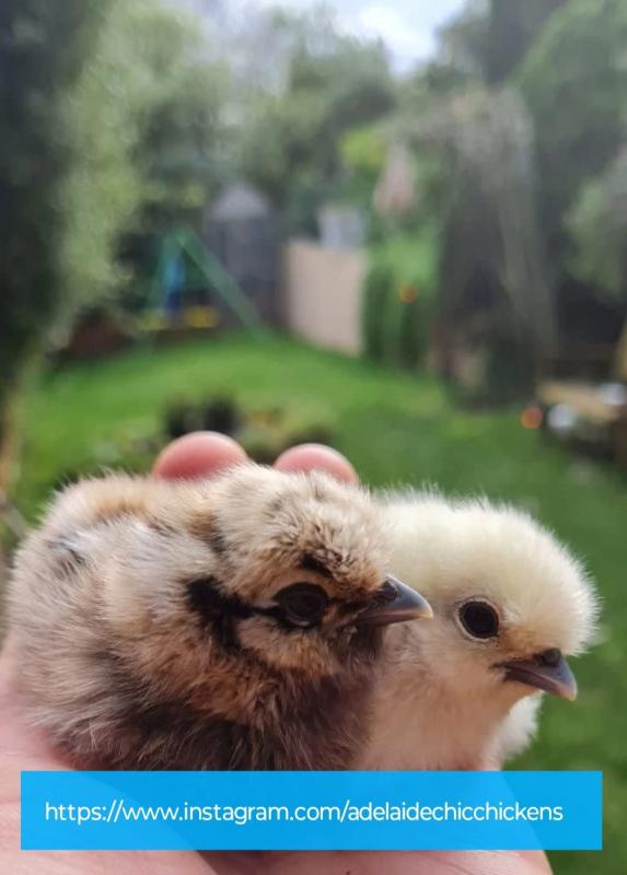 Fertile Eggs Purebred Silkie Chicken A dozen - Free Express Post