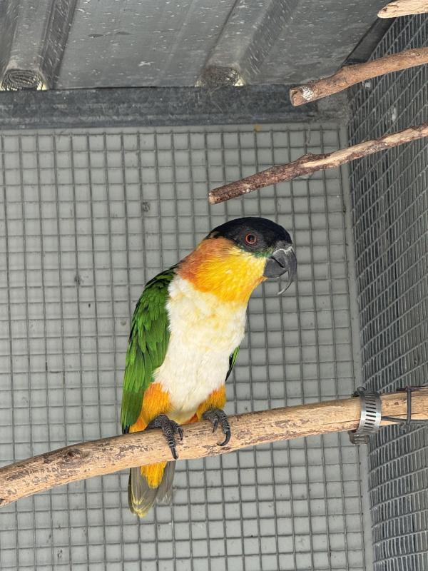 Black head Cauqie proven pair