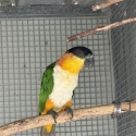 Black head Cauqie proven pair