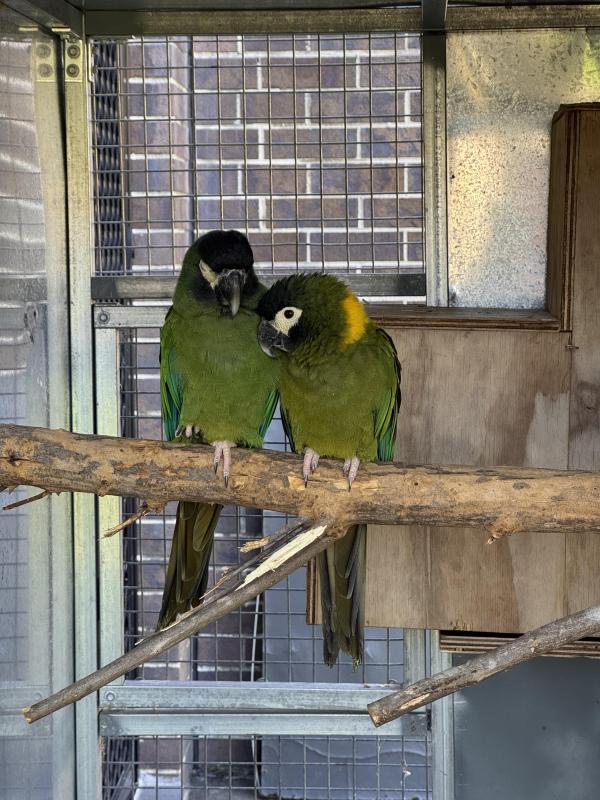 Proven Pair of Yellow-Collared Macaws