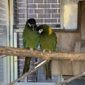 Proven Pair of Yellow-Collared Macaws