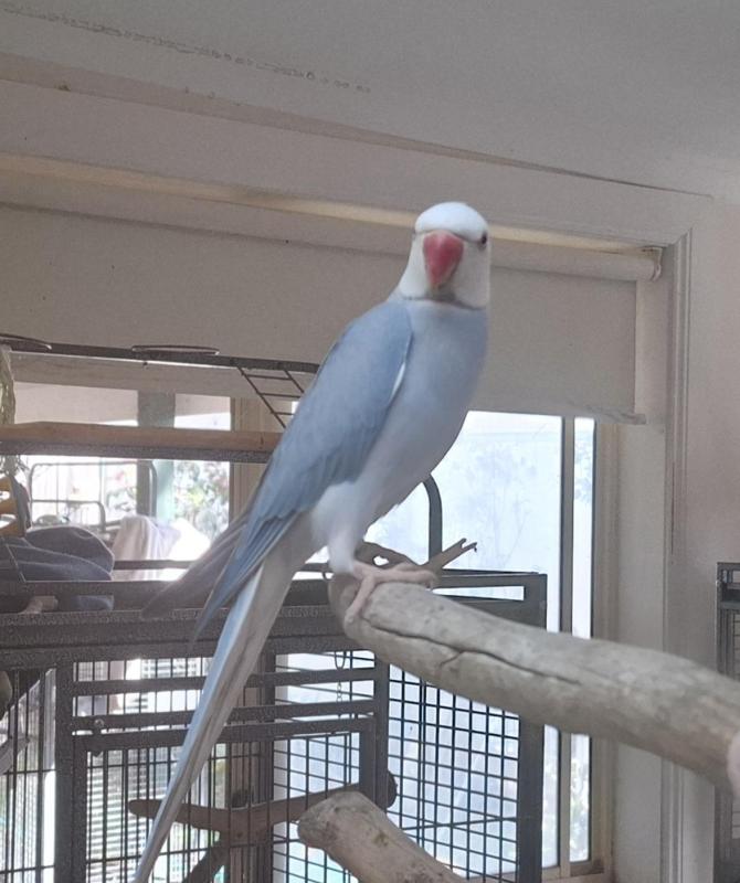 Pair indian ringnecks