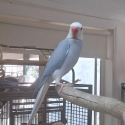 Pair indian ringnecks