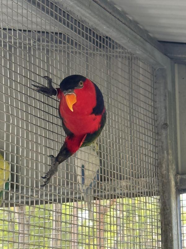Red Breasted Black capped Lory Proven cock