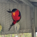 Red Breasted Black capped Lory Proven cock