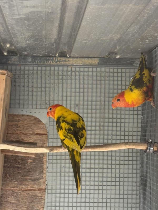 DF Grey Green Pied Rainbow Lorikeets