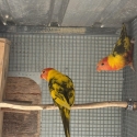 DF Grey Green Pied Rainbow Lorikeets