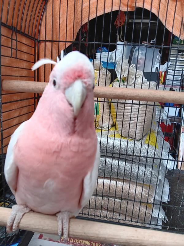 Major Mitchell Cockatoos