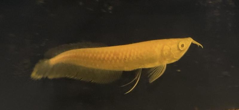 Albino arowana 17/20 CM