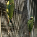 EXOTIC PARROTS