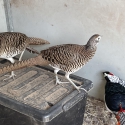 Lady Amherst Pheasants for sale