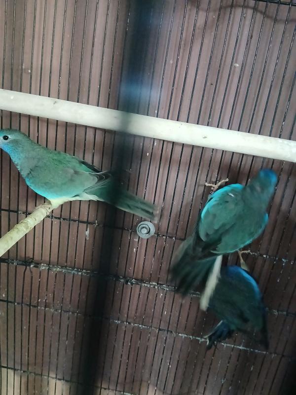 Pastel wfb scarlets and pied cordon male