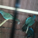 Pastel wfb scarlets and pied cordon male