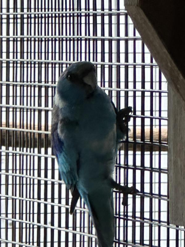 Mutation Mallee Ringneck package