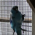 Blue/Cinnamon Mallee Ringnecks