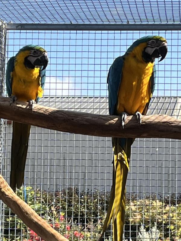 Pair of Blue and Gold Macaw $5,500