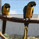 Pair of Blue and Gold Macaw $5,500