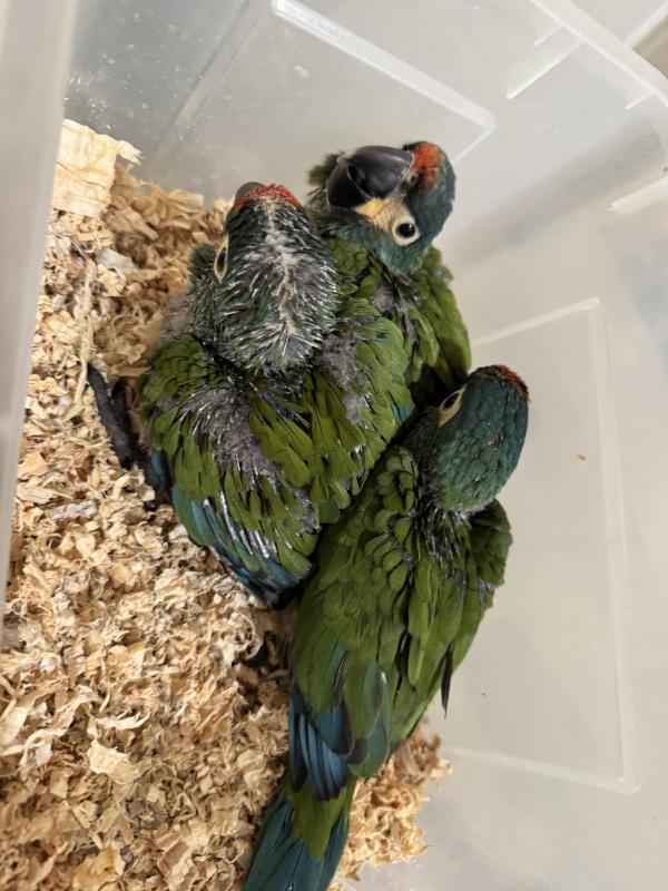 Hand raised illiger macaws