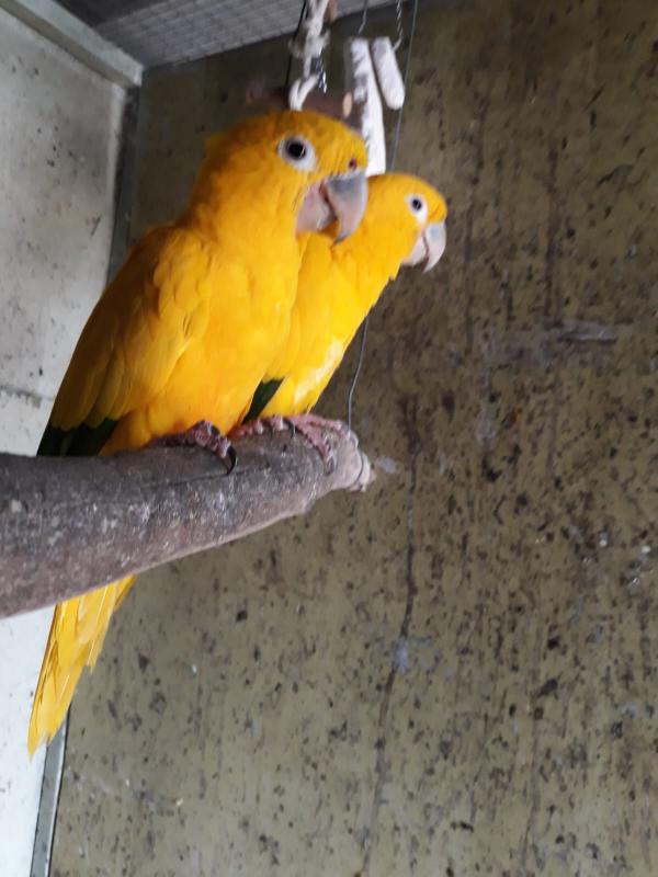 Queen of Bavaria breeding pair for sale