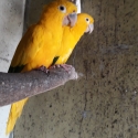 Queen of Bavaria breeding pair for sale