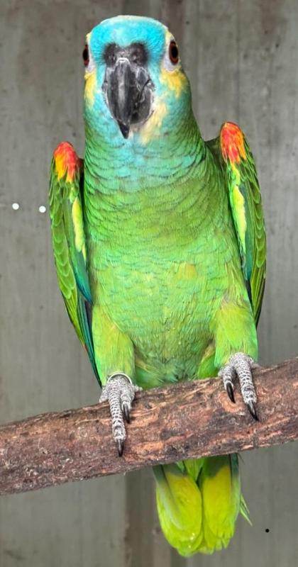 Proven blue front amazon cock