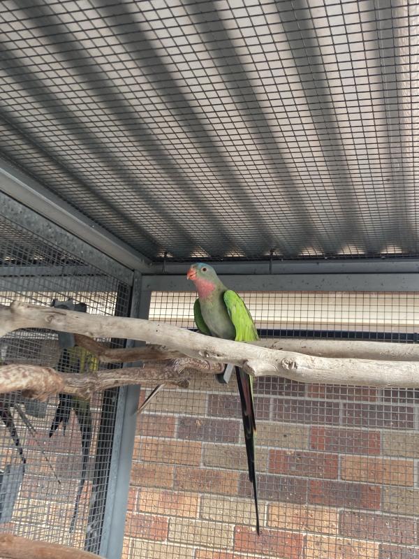 Princess Parrots and King Parrots.