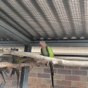 Princess Parrots and King Parrots.
