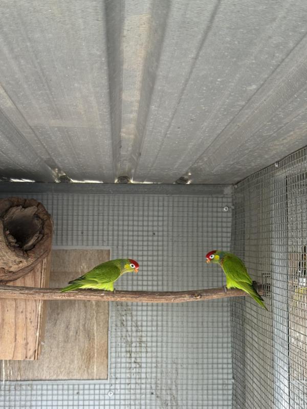 Varied lorikeets