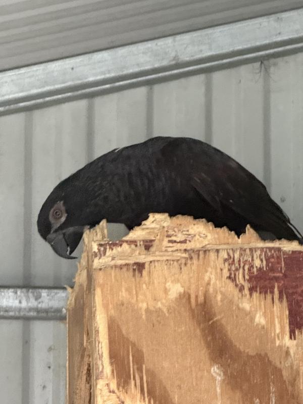 Proven black Lory hen