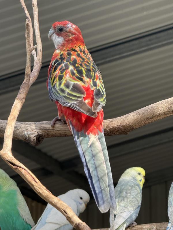 Red opaline eastern rosella