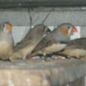 Pure Normal Zebra Finches